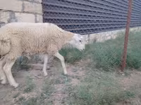 Qoç, Qoyunlar — foto 3