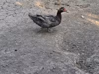 Ducks — 照片 8