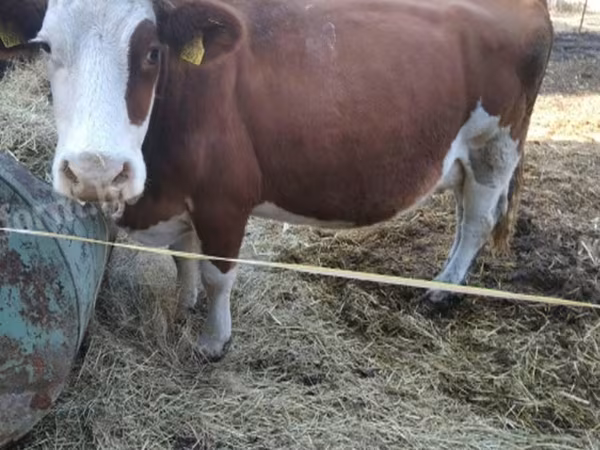 Krava, Simmental cattle