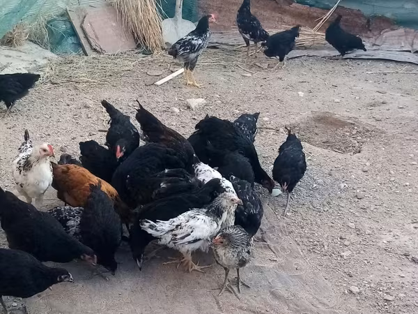 Australorp — Azerbaijan