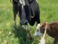 Cow, Russian Black pied cattle — photo 6
