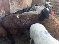 Ovce, Rhon sheep — foto 5