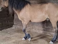 Caballo, Mugalzhar horse — foto 1