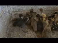 Ducks — photo 1
