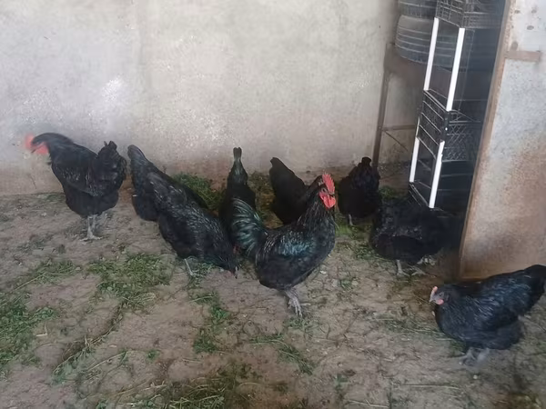 Chickens — Azərbaycan