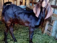 Kozel, Kamori goats — foto 4