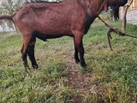 Goats (batch, sex not specified), Goats — photo 1