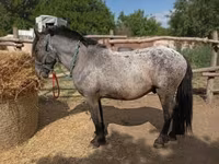 Koń, Appaloosa — zdjęcie 2