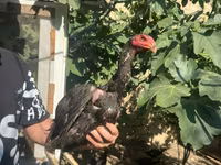 Chickens — photo 1