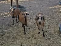 Beran, Cameroon sheep — foto 3