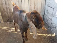 Kozel, Nubian Goat — foto 3