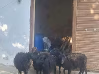 Вівця, Ouessant sheep — фото 1