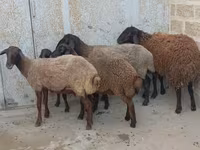 Qoç, Qoyunlar — foto 1