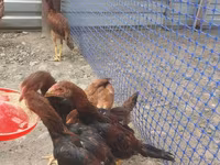 Chickens — photo 1