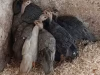 Guinea fowl — foto 2