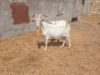 Billy Goat, Saanen goat — photo 2