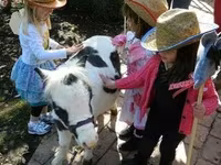 Caballo, Miniature horse — foto 3