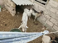 تيس, الماعز — الصورة 1