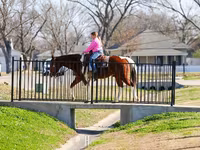 Horse (M), National Show Horse — photo 7