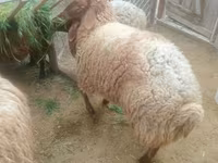 Qoç, Qoyunlar — foto 2