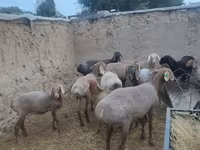 Ovelha, Arashan sheep — foto 8