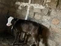 母牛, Cattle — 照片 4