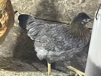 Chickens — foto 6
