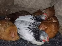 Chickens — foto 1