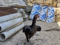 Chickens — photo 1