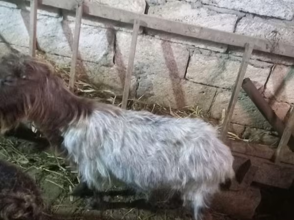 Goat, Goats