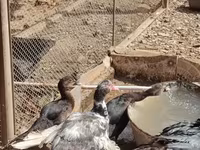 Chickens — foto 7
