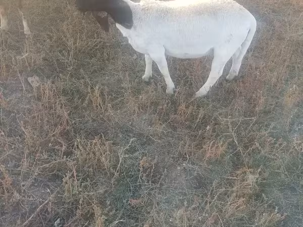 Qoyun, Dorper sheep