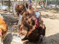Burbon Qırmızı — foto 8
