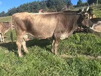 İnək, Simmental cattle — foto 3