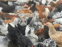 Chickens — photo 7