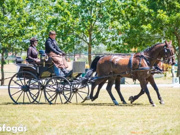 Koń, Hungarian horse breed