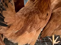 Chickens — Foto 4