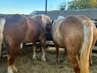 Klisna, Hungarian horse breed — foto 6