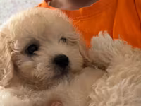 Maltipoo balası – krem rəngli, qıvırcıq tüklü, kiçik ölçülü ev iti — 照片 2
