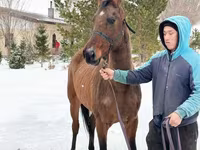 Kobyła, Akhal-Teke — zdjęcie 3