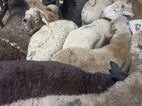 Ram, Sheep — photo 5