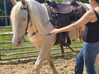 At, Kentucky mountain daddle horse — foto 7