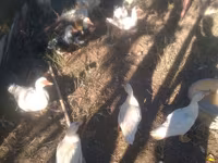 Ev Muskovisi — foto 3