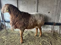 Widder, Arashan sheep — Foto 1