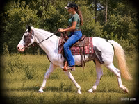 Horse (M), National Show Horse — photo 4