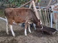 Buğa, Mal-qara — foto 5