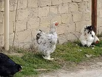 Brahma — foto 7