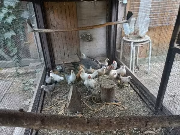 Holenderski bantam