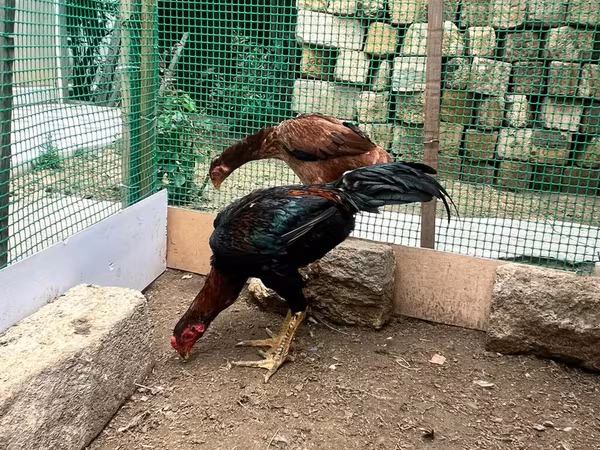 Chickens — Azərbaycan