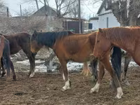Klisna, Kazakh horse — foto 6
